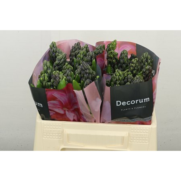 Hyacynthus Blue Future 30 cm A1