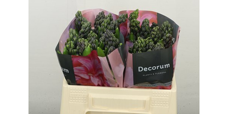 Hyacynthus Blue Future 30 cm A1