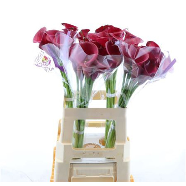 Zanthedeschias Calla Lilly Red Salsa 65 cm  A1