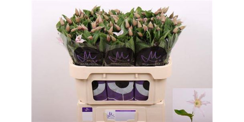 Clem Amazing Kansas 60 cm  A1