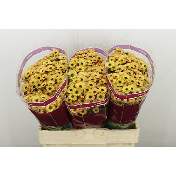 Chrysanthemums S Yin Yang Golden 55 cm A1