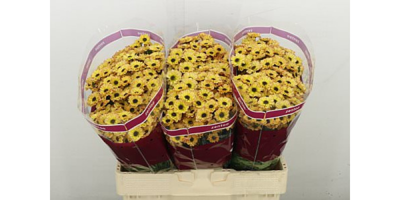 Chrysanthemums S Yin Yang Golden 55 cm A1