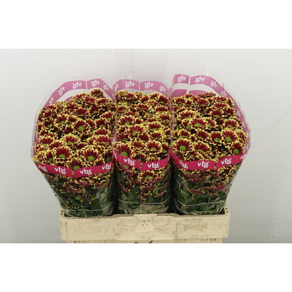 Chrysanthemums S Doppia Yel 55 cm A1