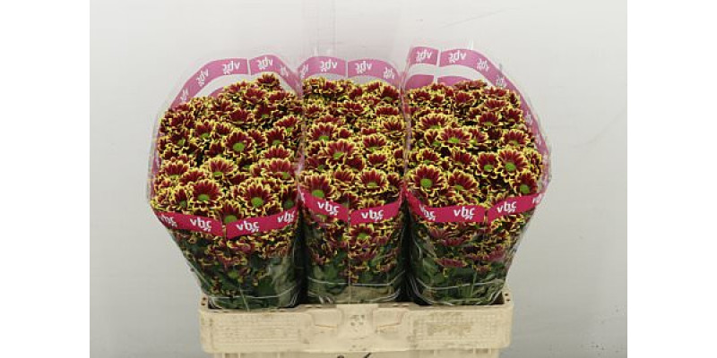 Chrysanthemums S Doppia Yel 55 cm A1