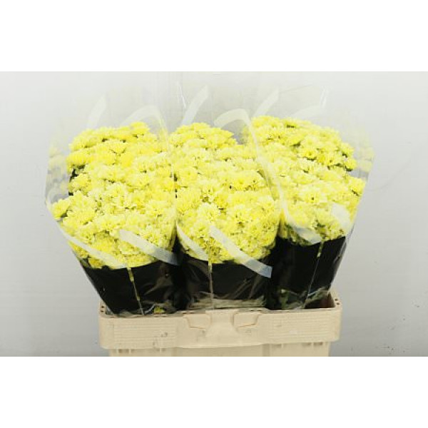 Chrysanthemums S Teddy 55 cm  A1
