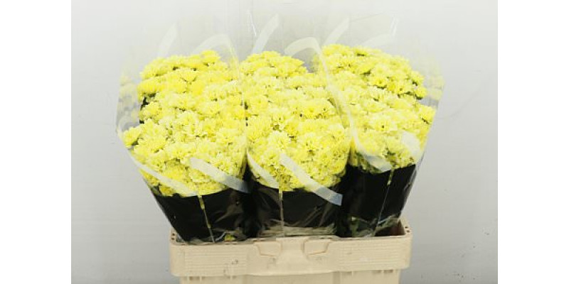Chrysanthemums S Teddy 55 cm  A1