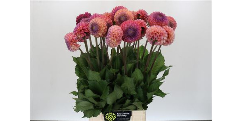 Dahlia Caitlin's Joy 60 cm A1