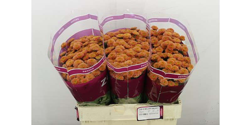 Chrysanthemums S Miller Smokey 55 A1