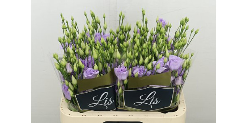 Lisianthus G Arena Lavender 70 cm A1