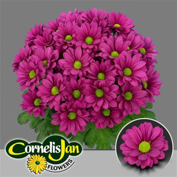 Chrysanthemums T Randall 70 cm A1