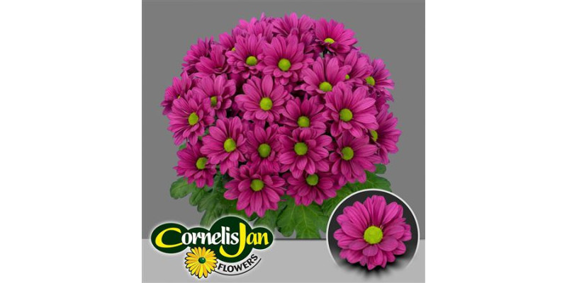Chrysanthemums T Randall 70 cm A1