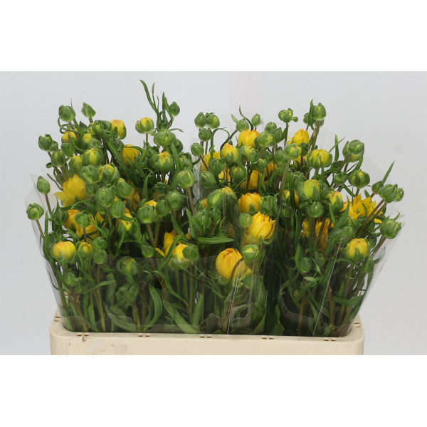 Ranunculus Moderna Proxima 60 cm A1