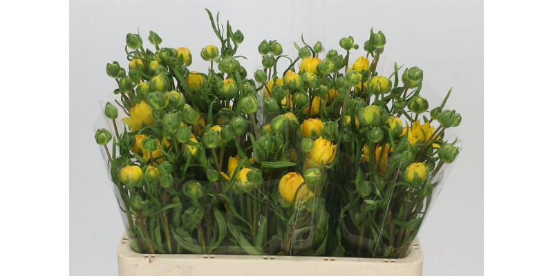 Ranunculus Moderna Proxima 60 cm A1