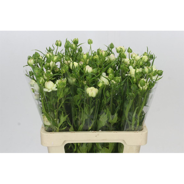 Ranunculus Moderna Galaxy 60 cm A1
