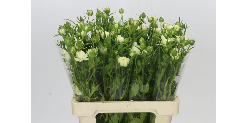 Ranunculus Moderna Galaxy 60 cm A1