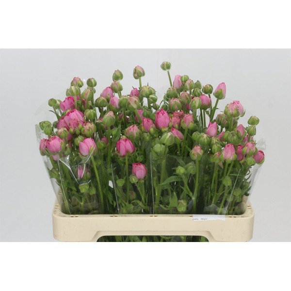 Ranunculus Moderna Dolce 55 cm A1