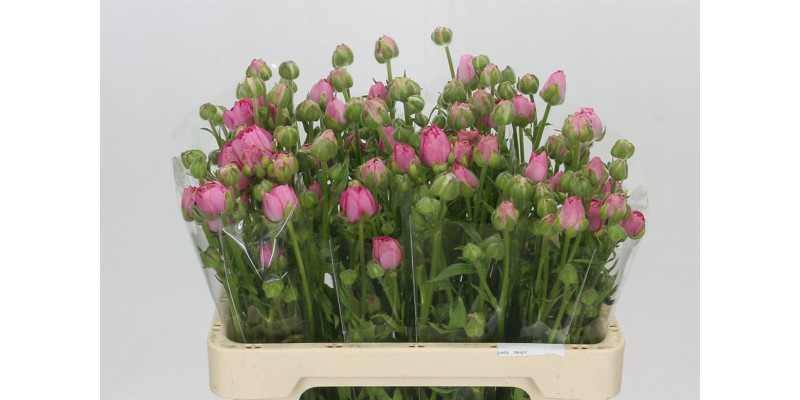 Ranunculus Moderna Dolce 55 cm A1