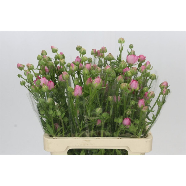 Ranunculus Moderna Dolce 60 cm A1