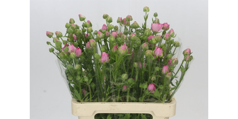 Ranunculus Moderna Dolce 60 cm A1