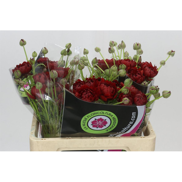 Ranunculus Moderna Energia 60 cm A1
