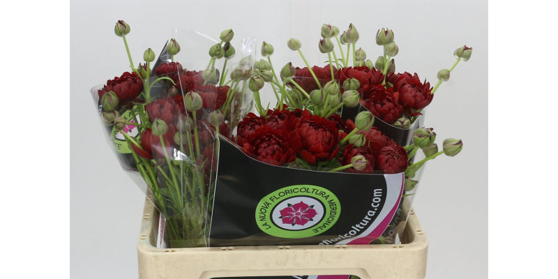 Ranunculus Moderna Energia 60 cm A1