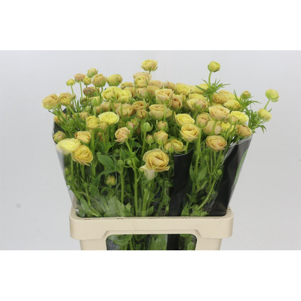 Ranunculus Moderna Miele 60 cm A1