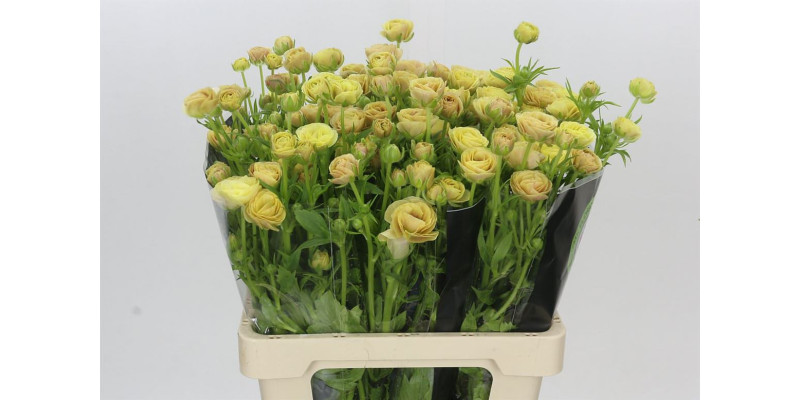Ranunculus Moderna Miele 60 cm A1