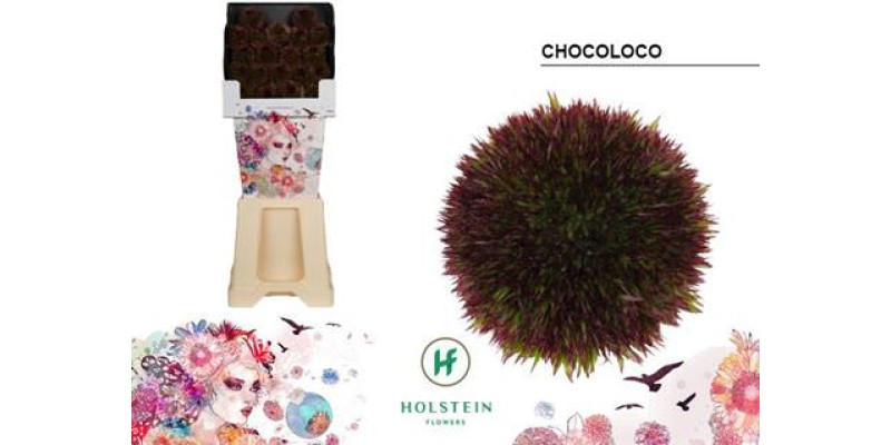 Ge Bg Chocoloco Diamond 50 cm A1