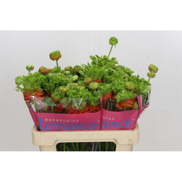 Ranunculus Romance Crown Nervion 50 cm A1