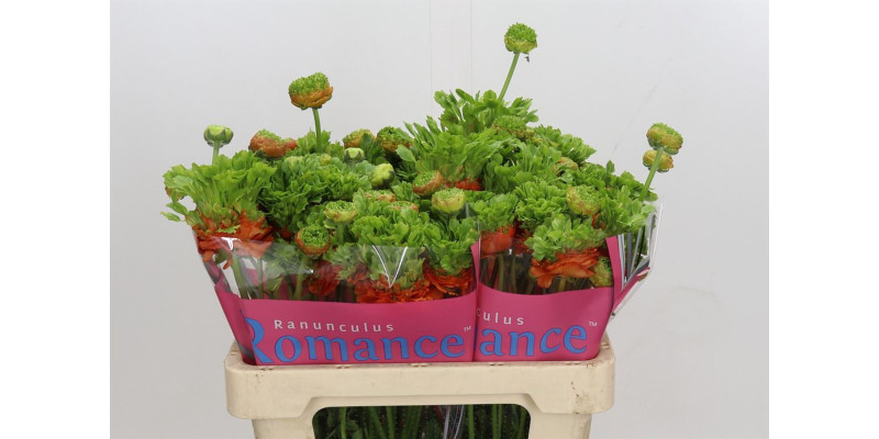 Ranunculus Romance Crown Nervion 50 cm A1