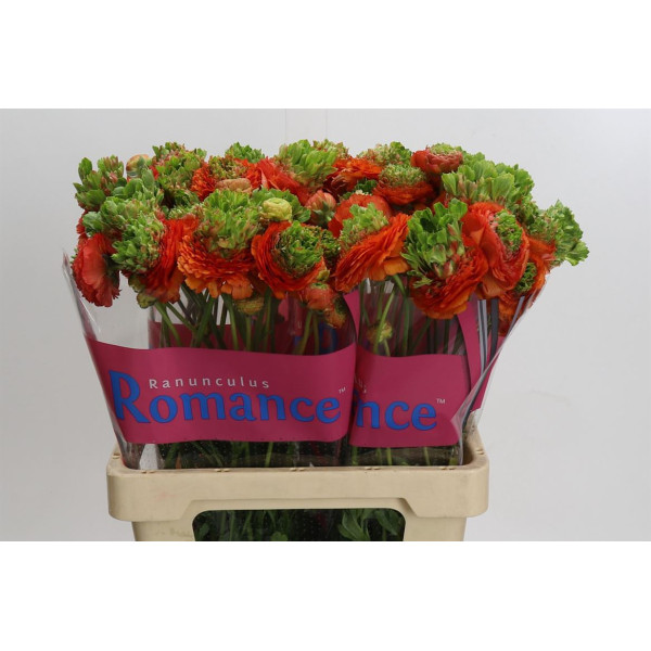 Ranunculus Romance Crown Nervion 60 cm A1