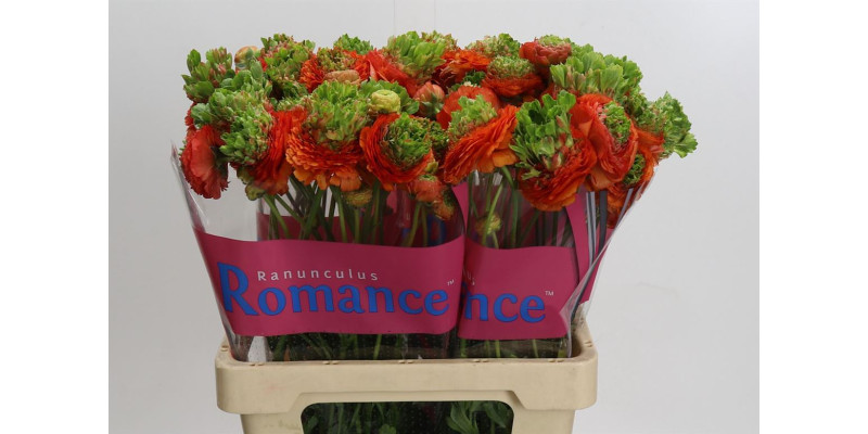 Ranunculus Romance Crown Nervion 60 cm A1