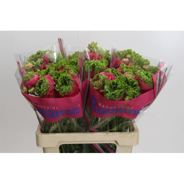 Ranunculus Romance Crown Sisteron 60 cm A1
