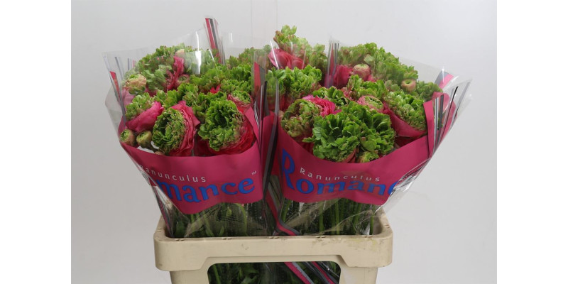 Ranunculus Romance Crown Sisteron 60 cm A1