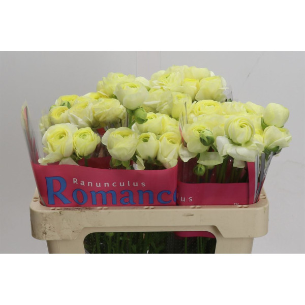 Ranunculus Romance Espalion 50 cm A1