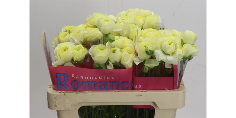 Ranunculus Romance Espalion 50 cm A1