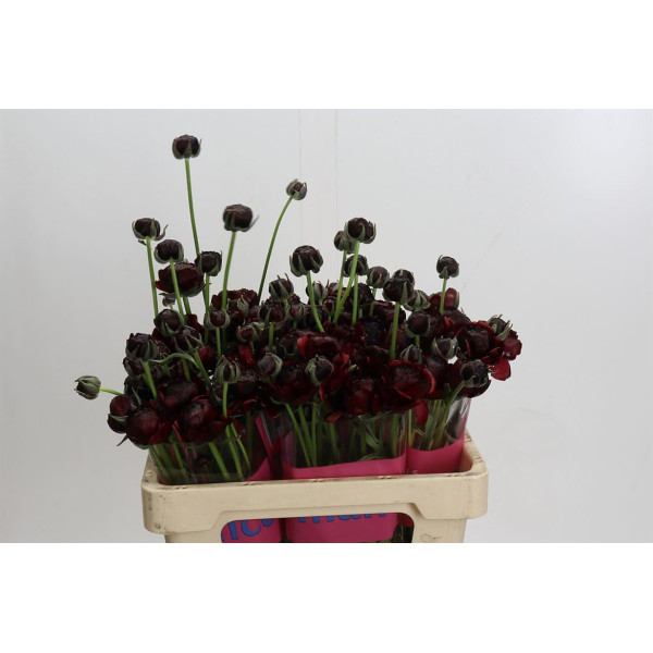 Ranunculus Romance Perigord 50 cm A1