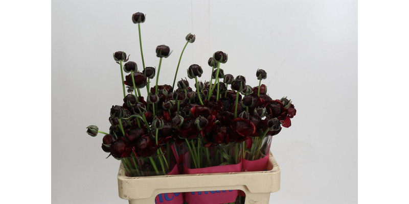 Ranunculus Romance Perigord 50 cm A1