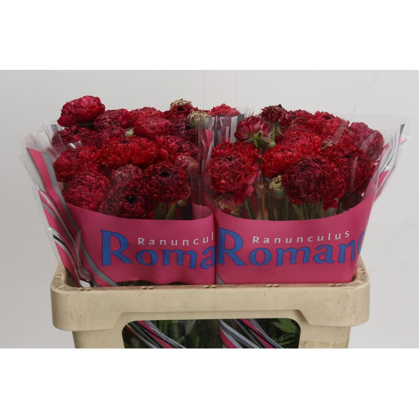Ranunculus Romance Poodle Chaouen 50 cm A1