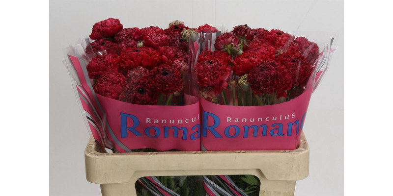 Ranunculus Romance Poodle Chaouen 50 cm A1