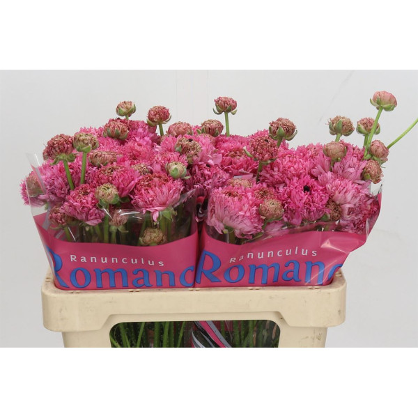 Ranunculus Romance Poodle Ramlia 50 cm A1