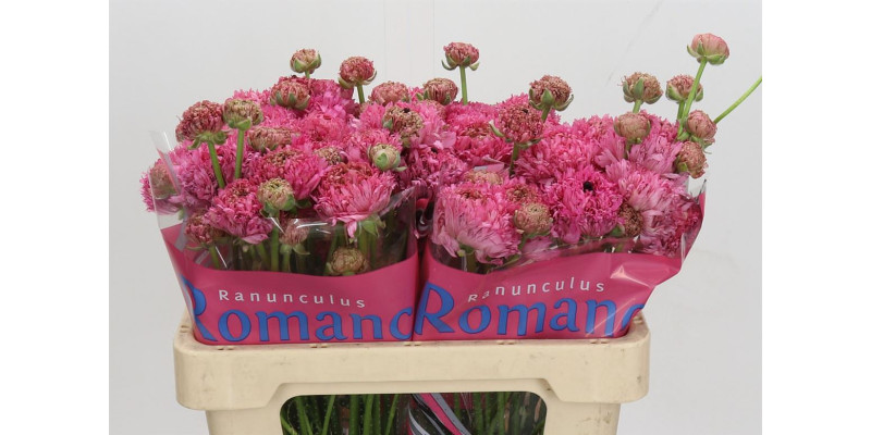 Ranunculus Romance Poodle Ramlia 50 cm A1