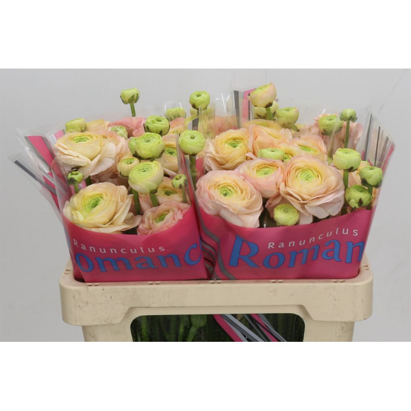 Ranunculus Romance Salerno 50 cm A1