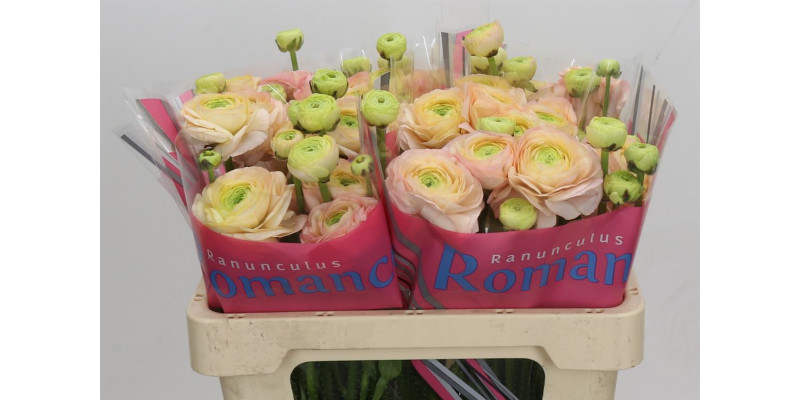 Ranunculus Romance Salerno 50 cm A1