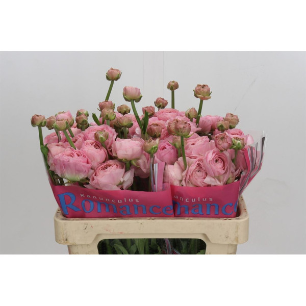 Ranunculus Romance Seine 50 cm A1