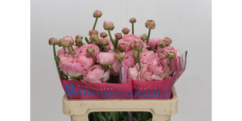 Ranunculus Romance Seine 50 cm A1