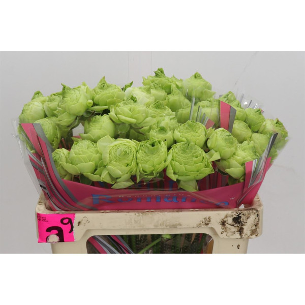 Ranunculus Romance Supreme Light Green 50 cm A1