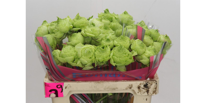Ranunculus Romance Supreme Light Green 50 cm A1