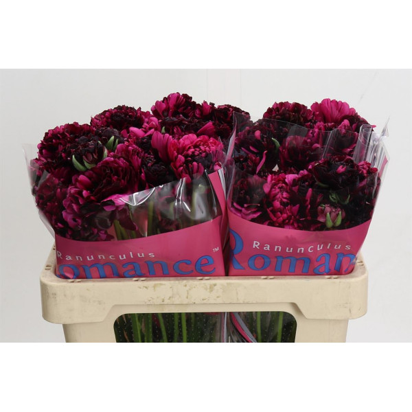 Ranunculus Brushmark Braga 50 cm A1