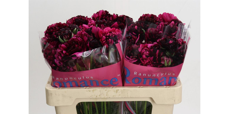 Ranunculus Brushmark Braga 50 cm A1